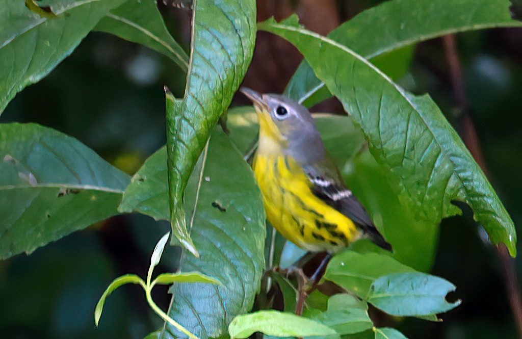 Magnolia Warbler - ML642106370