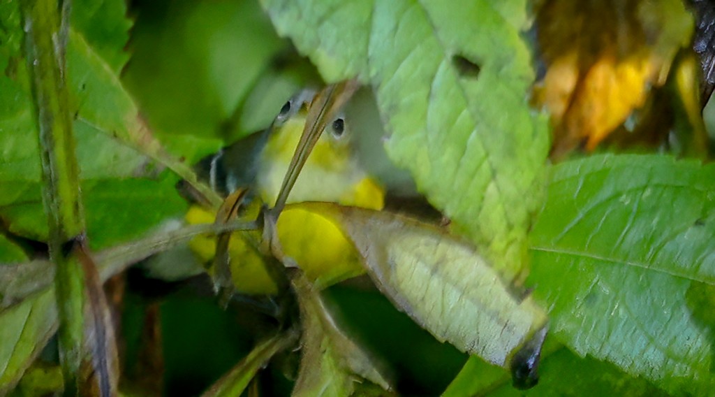 Magnolia Warbler - ML642106371