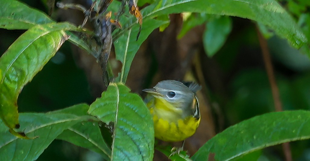 Magnolia Warbler - ML642106372
