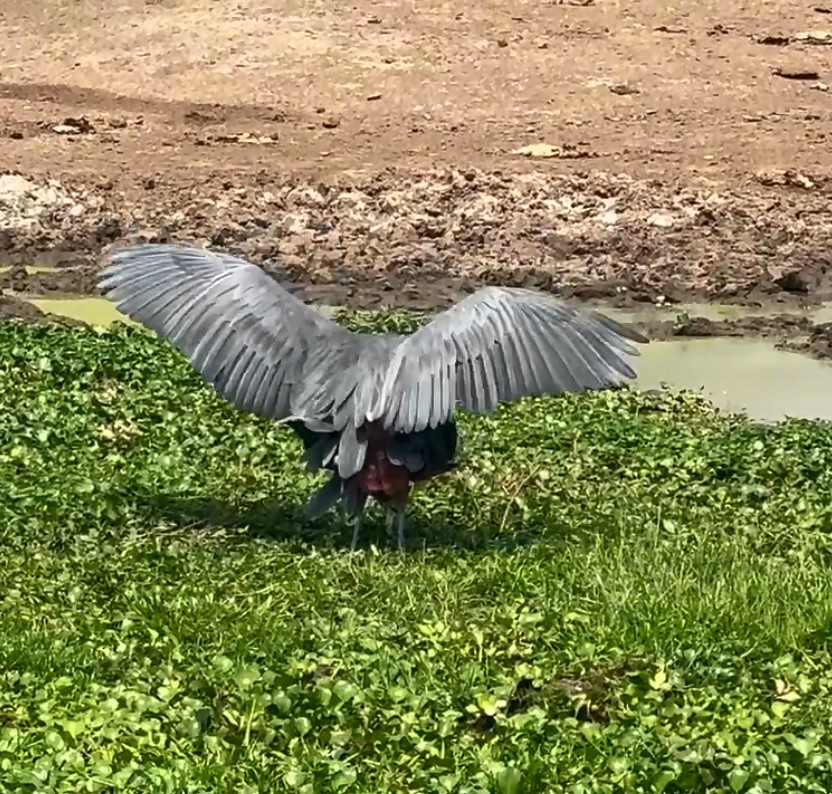 Goliath Heron - ML642106373