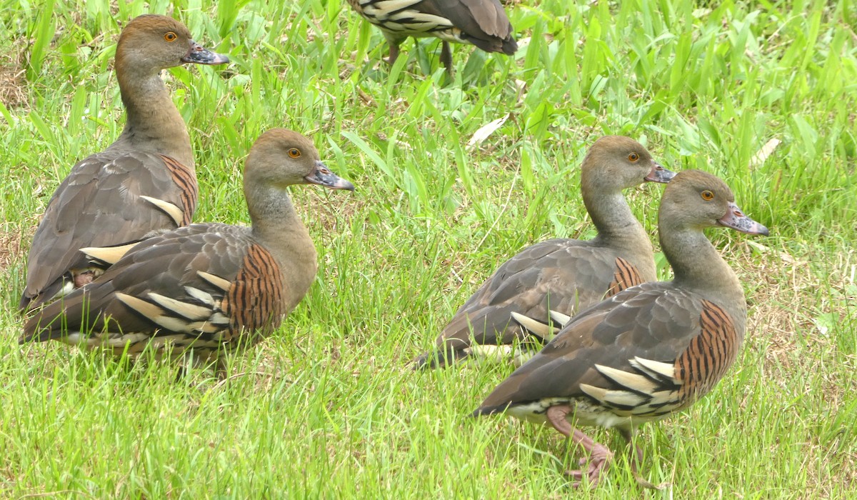 Plumed Whistling-Duck - ML642106386