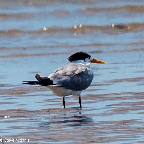 Lesser Crested Tern - ML642106399