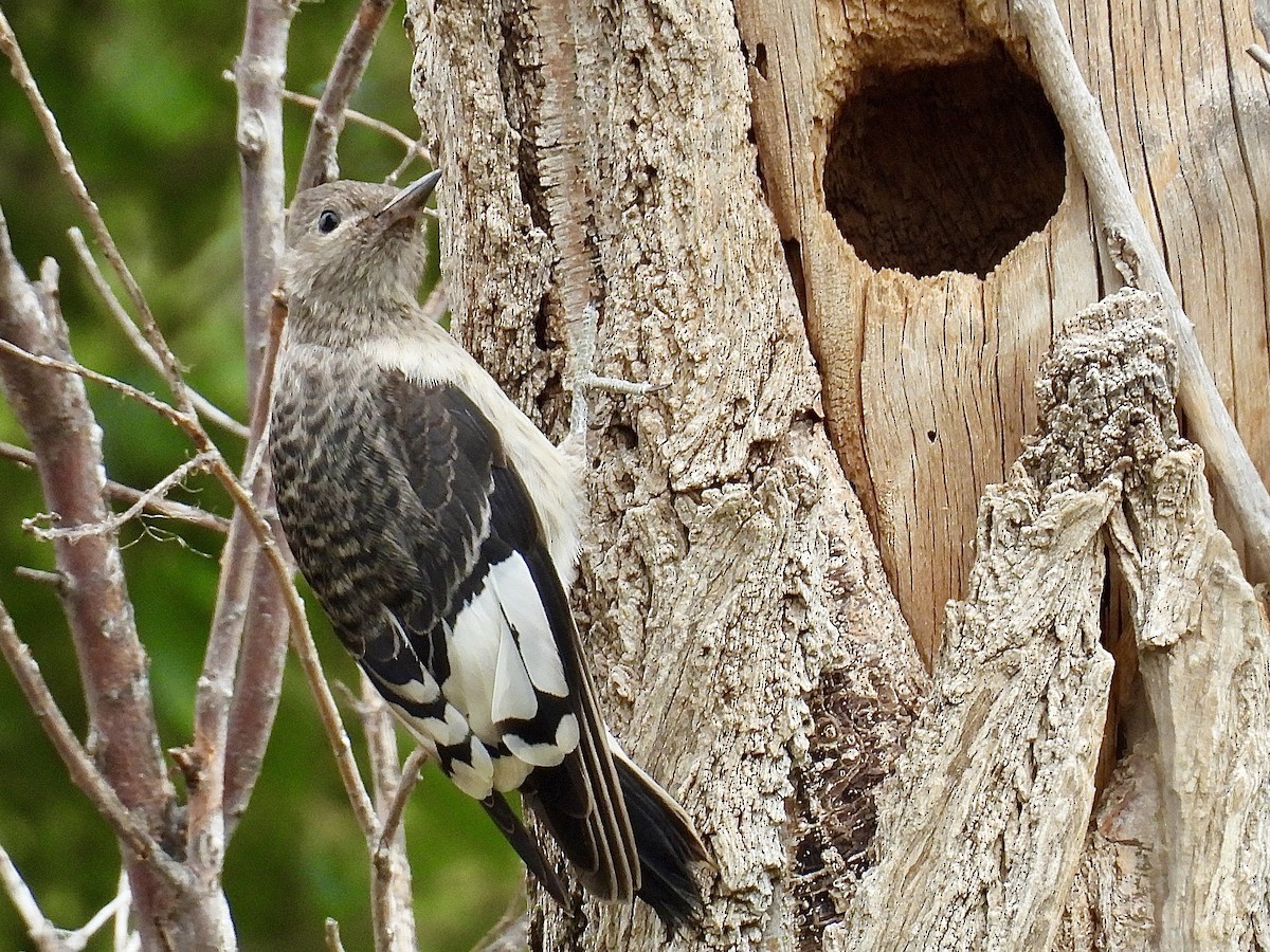 Red-headed Woodpecker - ML642106413