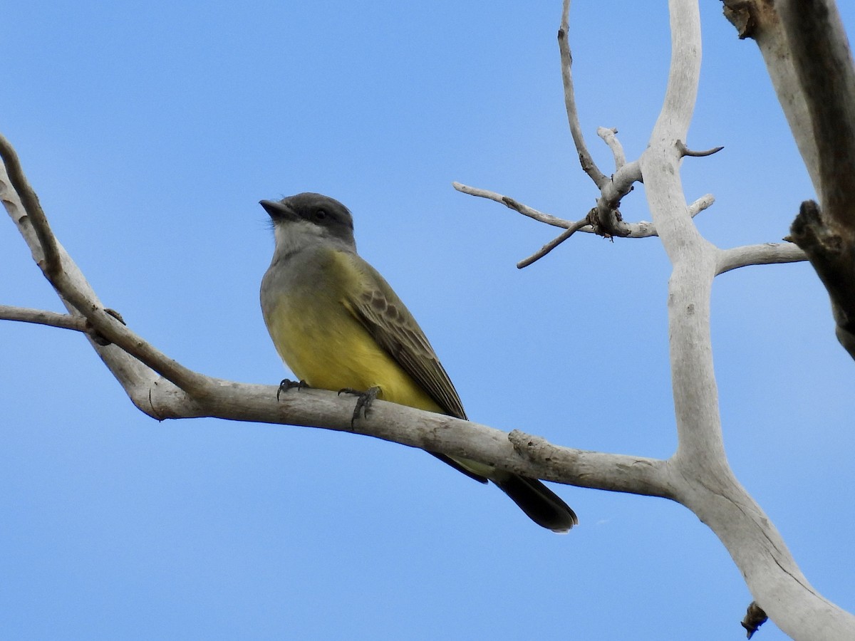 Cassin's Kingbird - ML642106428