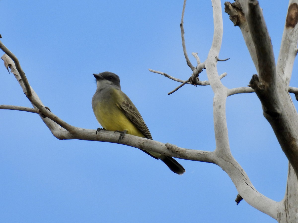 Cassin's Kingbird - ML642106429