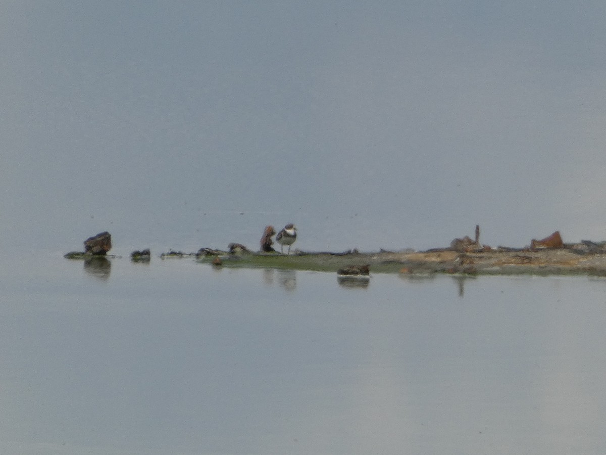 Semipalmated Plover - ML642106438