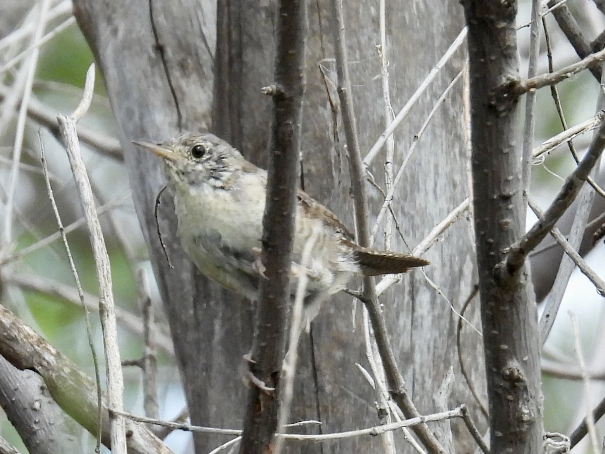 Northern House Wren - ML642106445