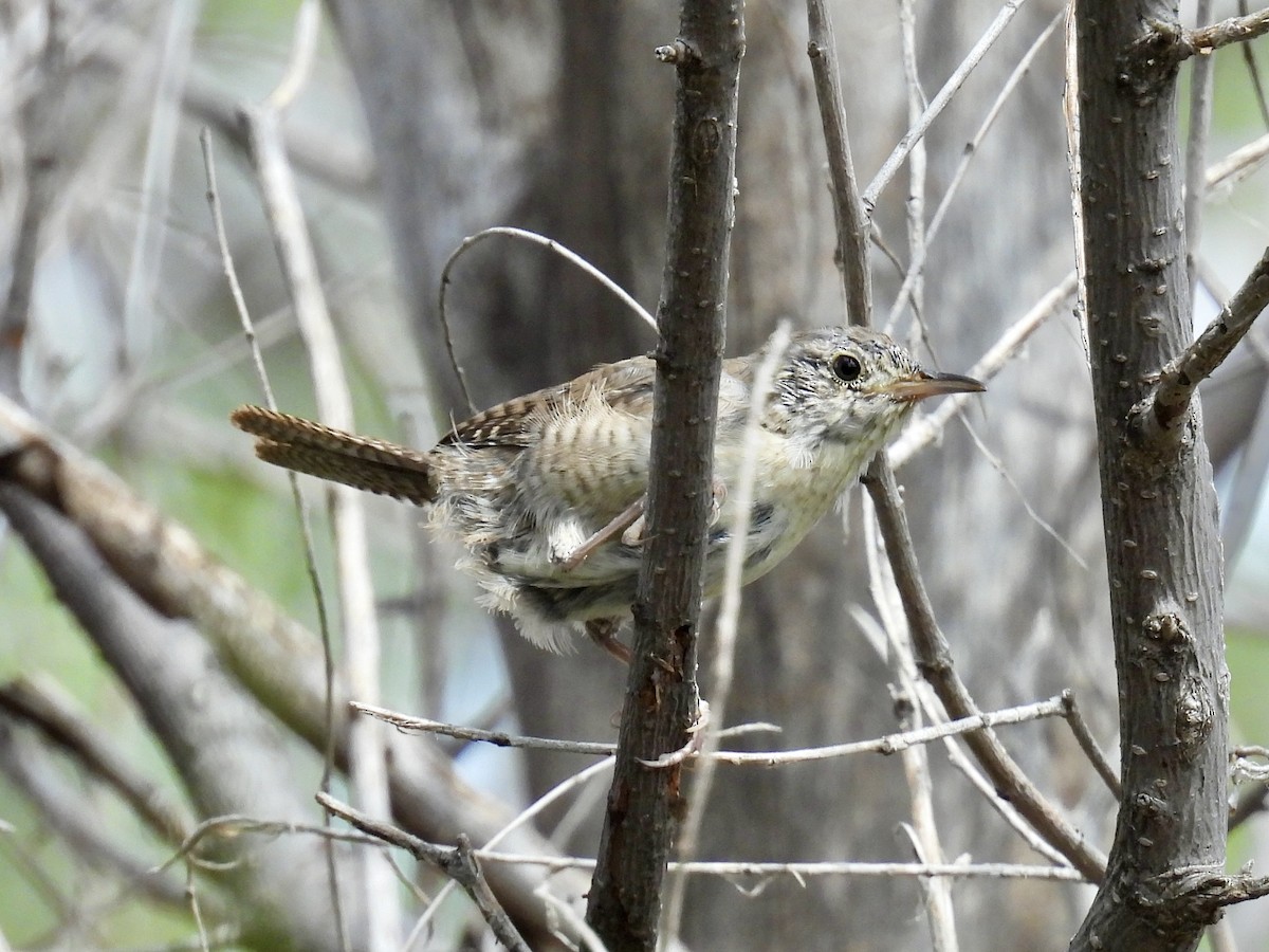 Northern House Wren - ML642106446