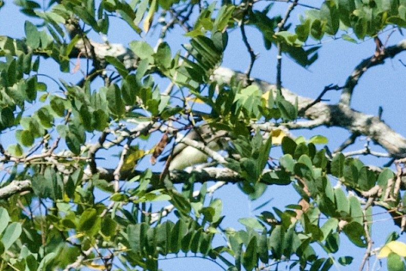 Warbling Vireo - ML642106448