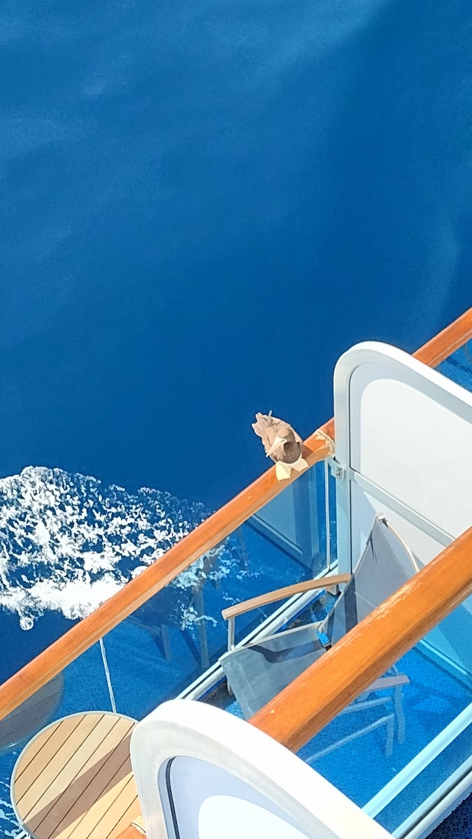 Cocos Booby - ML642106451