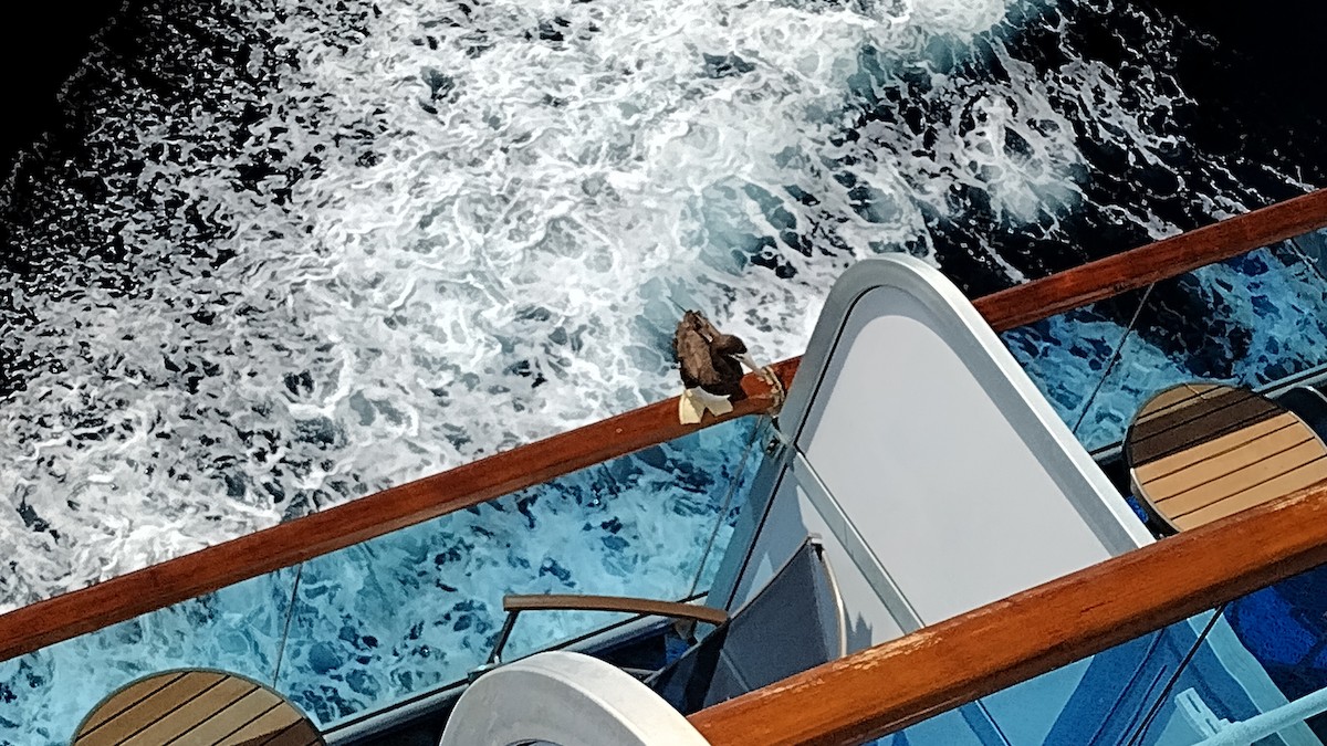 Cocos Booby - ML642106452