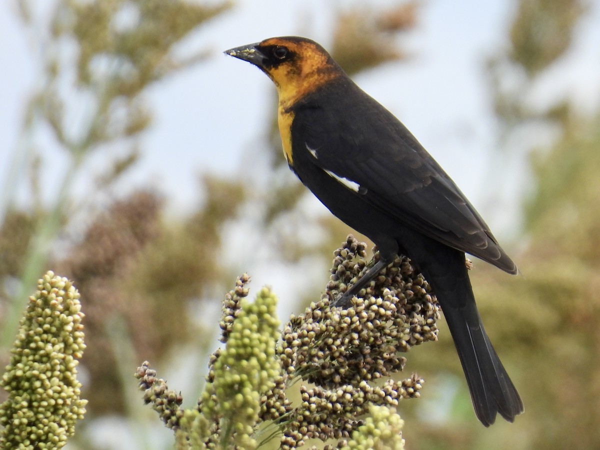 Yellow-headed Blackbird - ML642106454