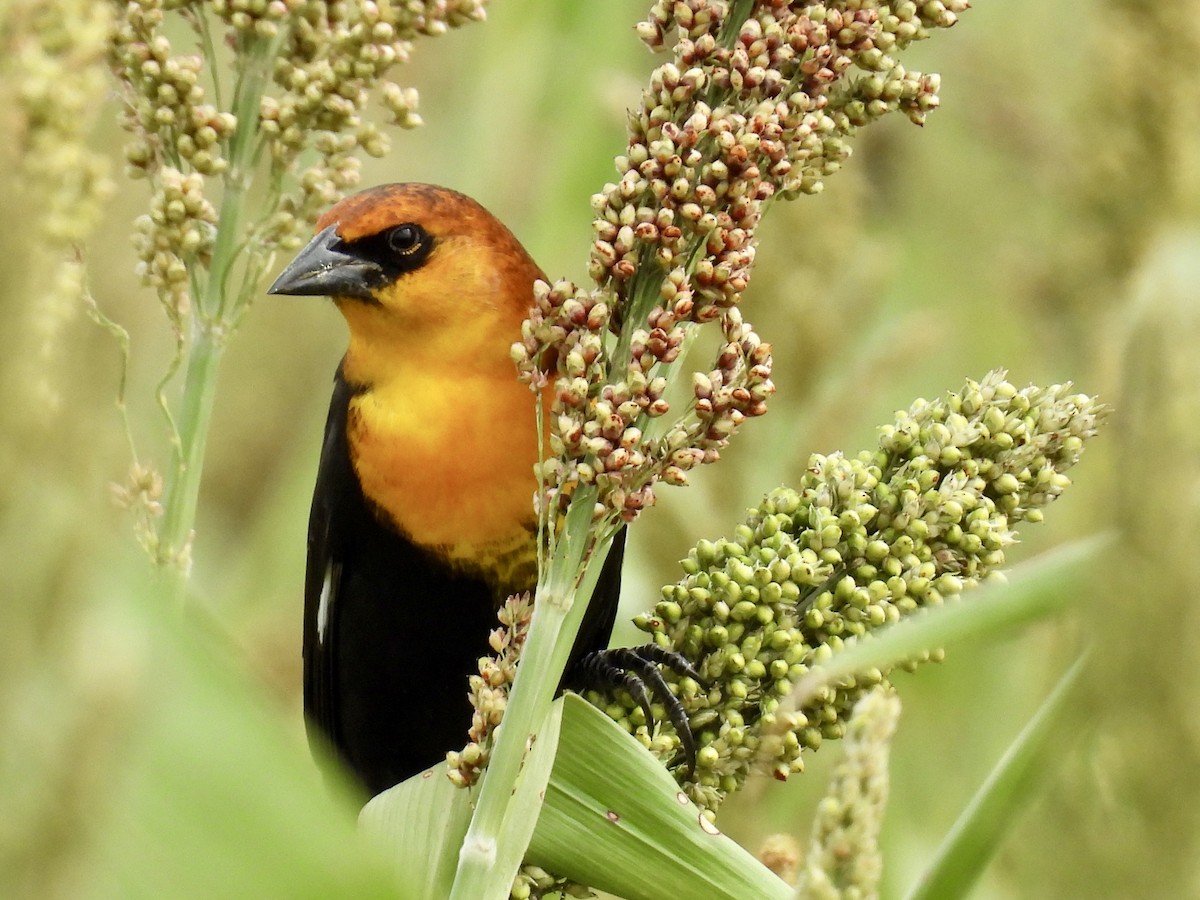Yellow-headed Blackbird - ML642106455