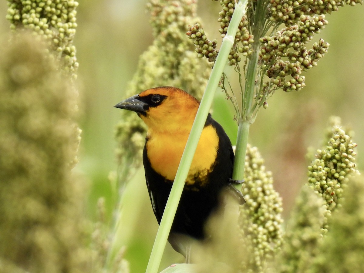 Yellow-headed Blackbird - ML642106456