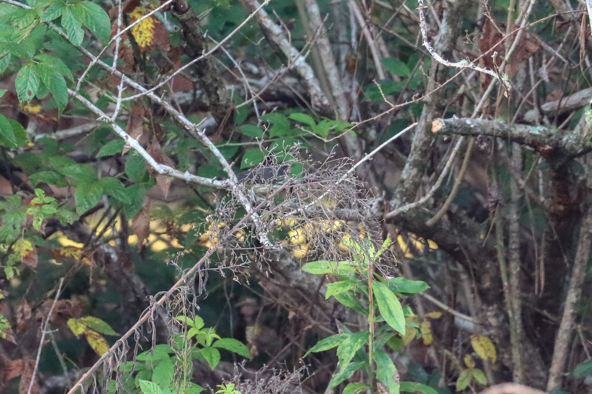 Louisiana/Northern Waterthrush - ML642106457