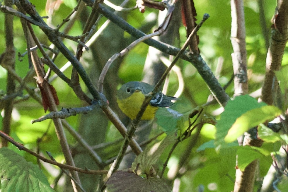 Magnolia Warbler - ML642106461