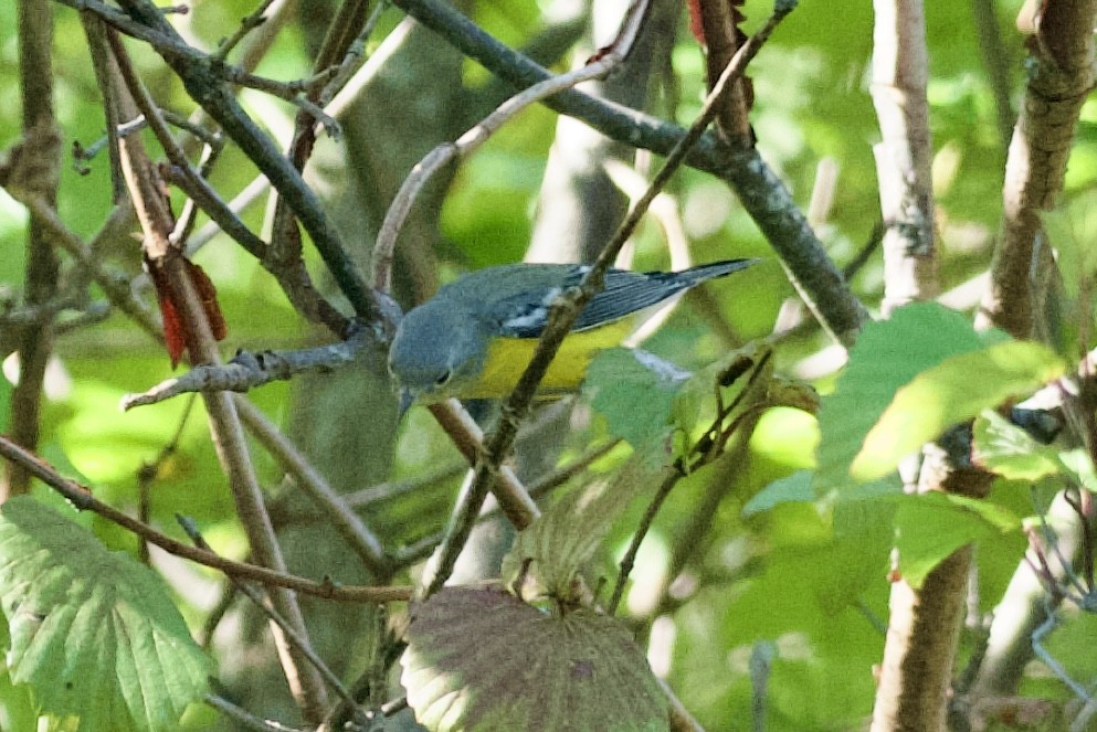 Magnolia Warbler - ML642106462