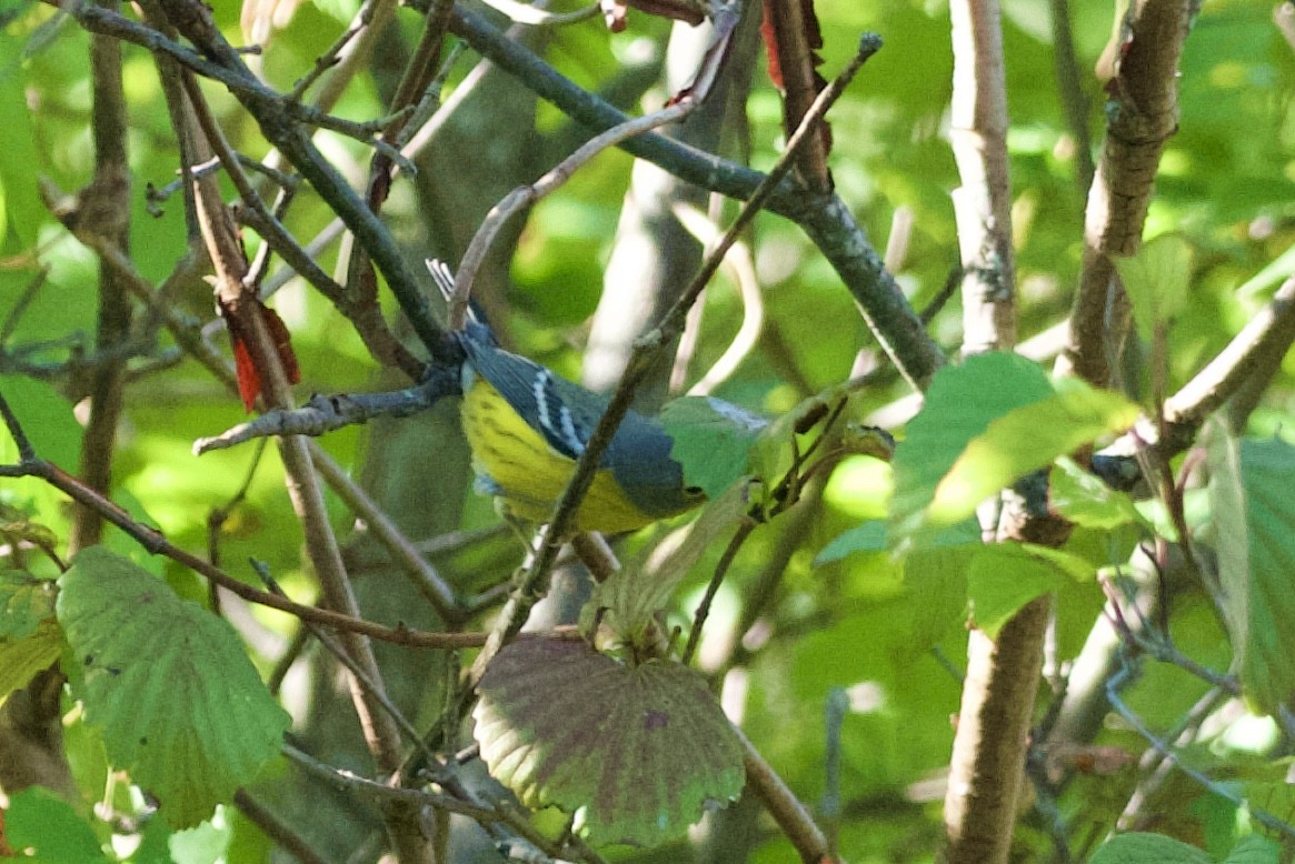 Magnolia Warbler - ML642106463