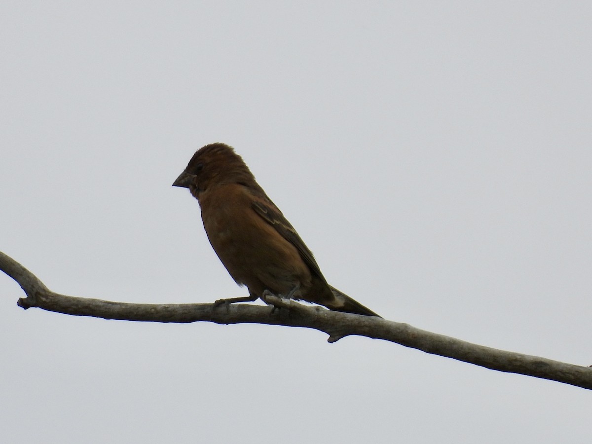 Blue Grosbeak - ML642106465