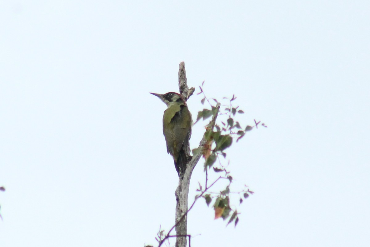 Eurasian Green Woodpecker - ML642106470