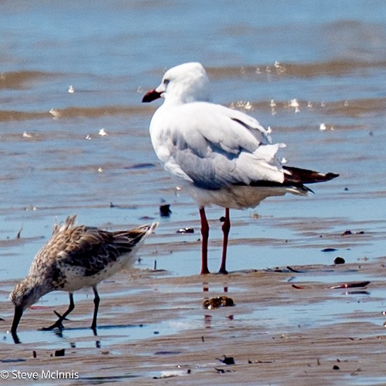 Silver Gull - ML642106471