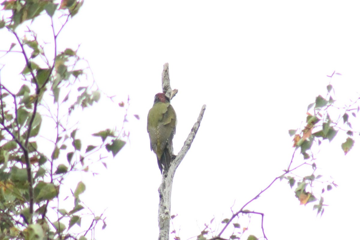 Eurasian Green Woodpecker - ML642106473