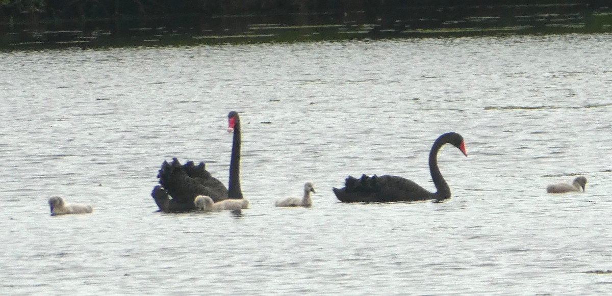 Black Swan - ML642106476