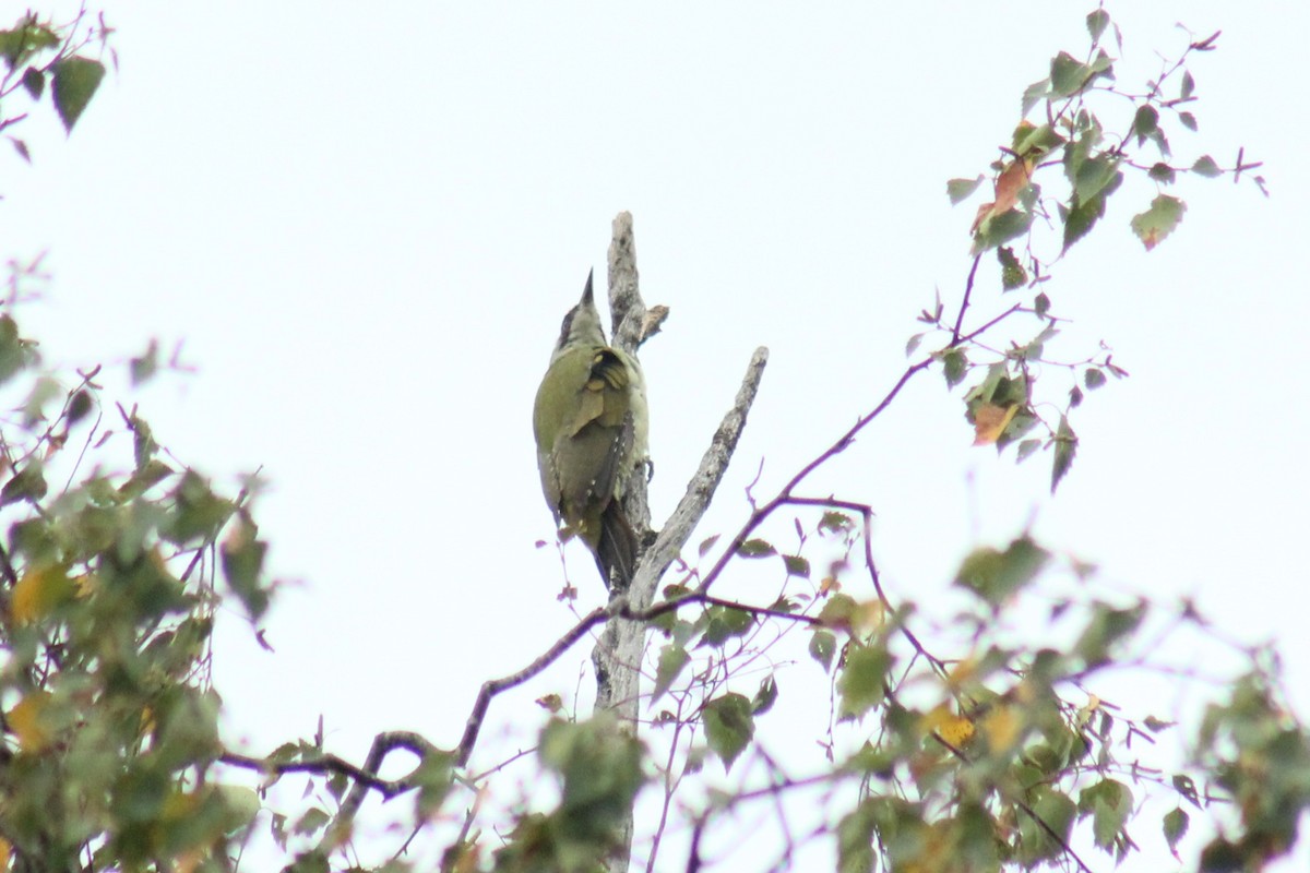 Eurasian Green Woodpecker - ML642106478