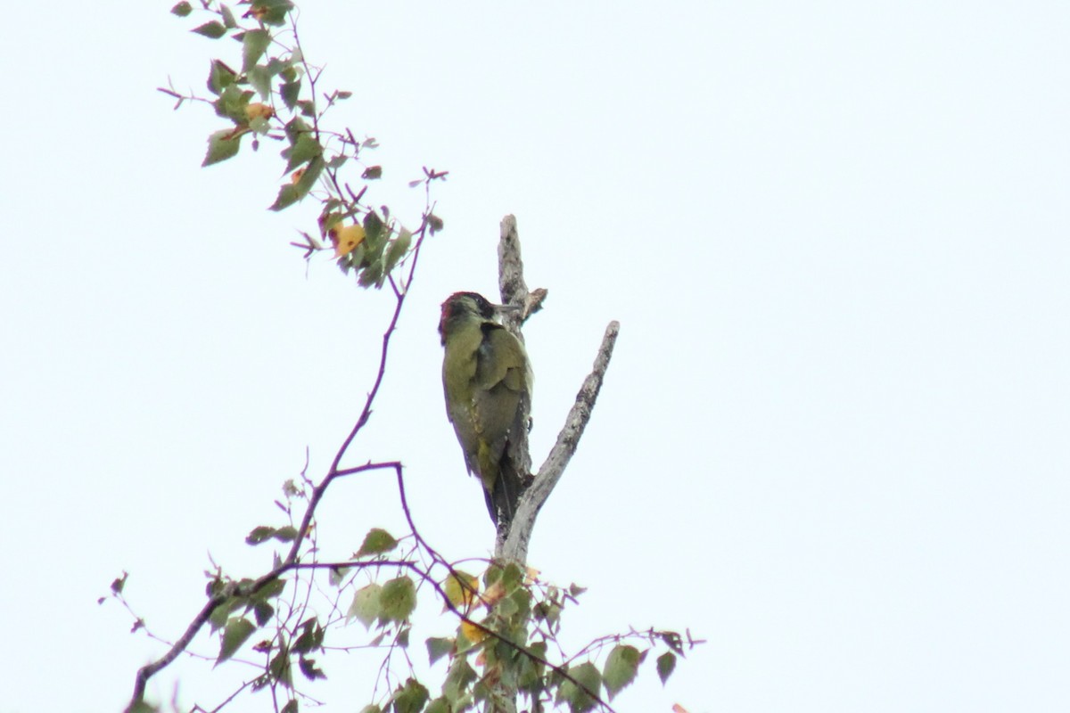Eurasian Green Woodpecker - ML642106485