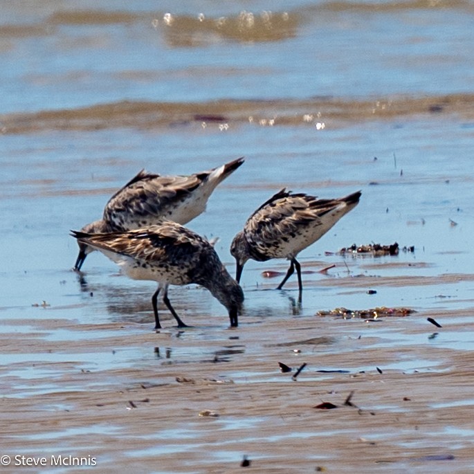 Great Knot - ML642106488
