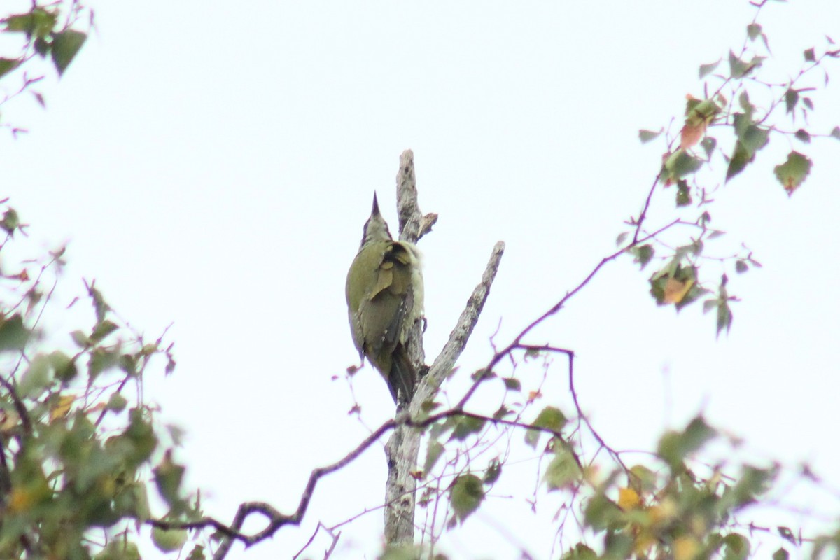 Eurasian Green Woodpecker - ML642106490