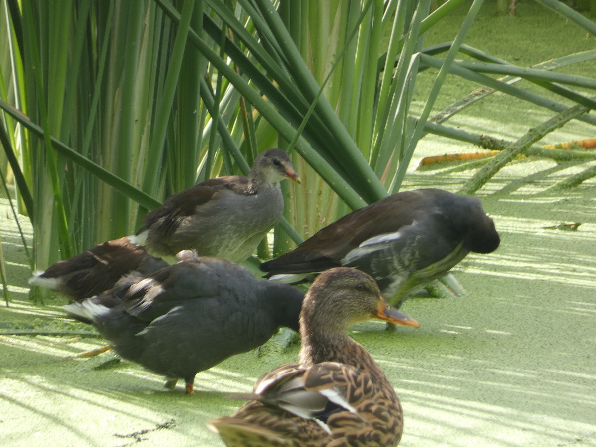 Common Gallinule - ML642106499