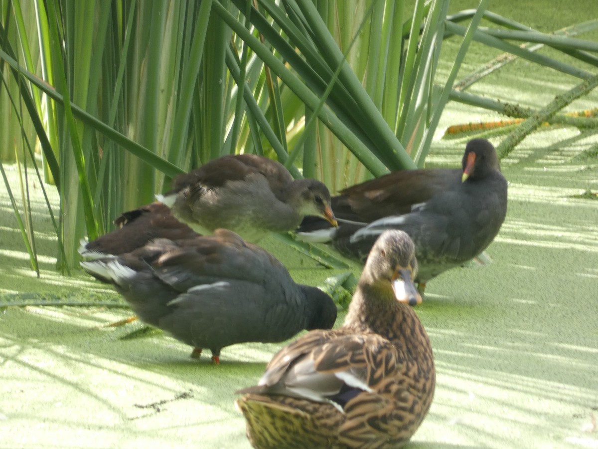 Common Gallinule - ML642106501