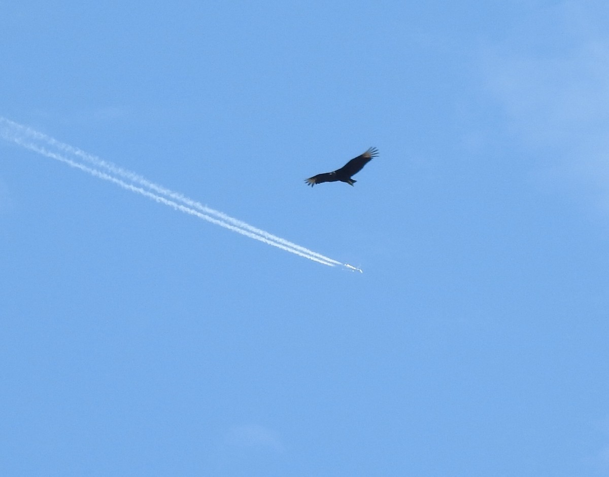 Black Vulture - ML642106504