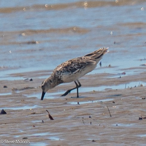 Great Knot - ML642106507