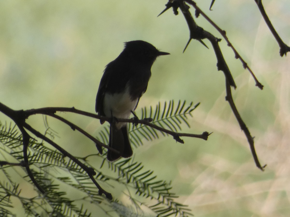 Black Phoebe - ML642106509