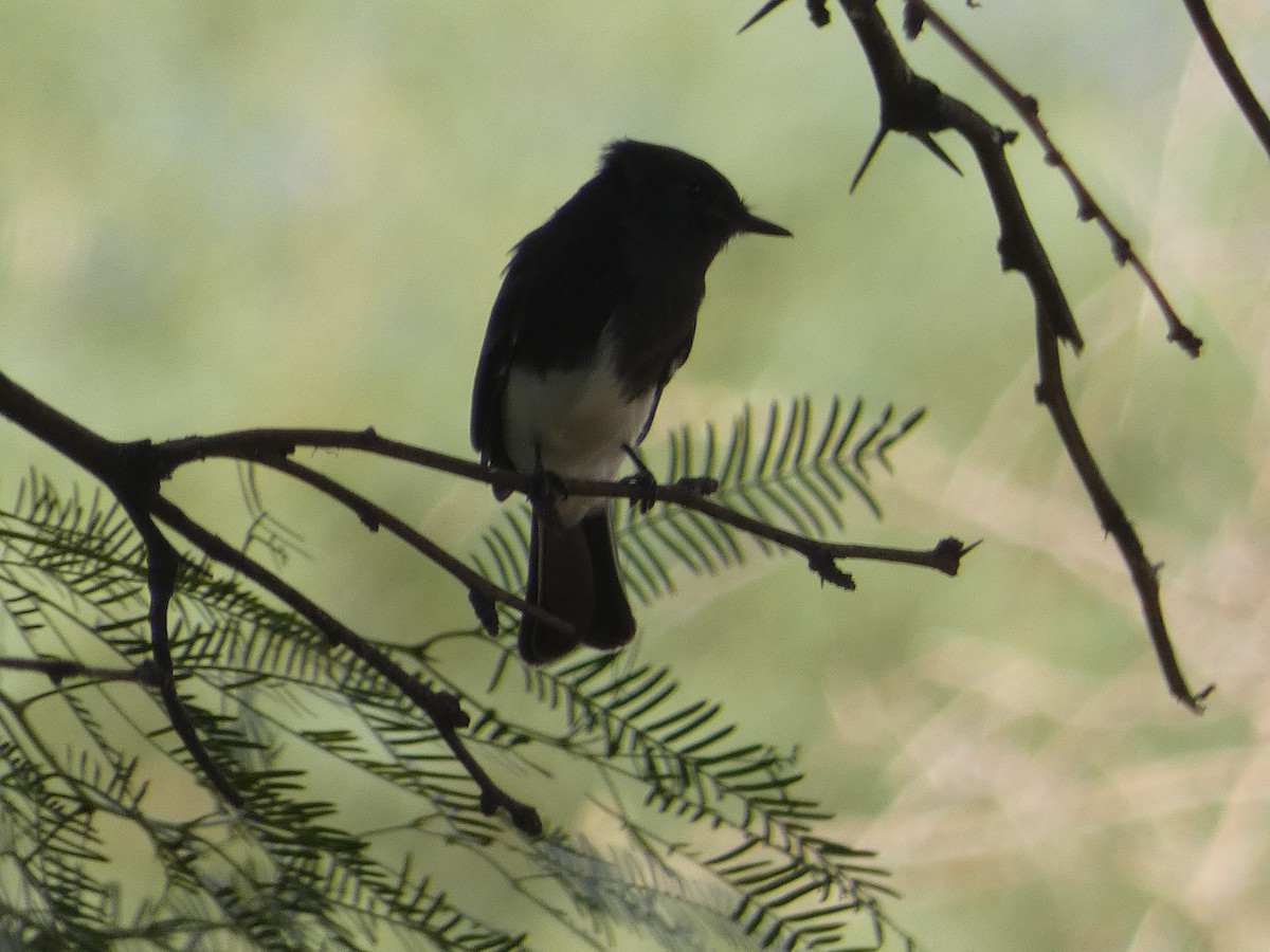 Black Phoebe - ML642106510