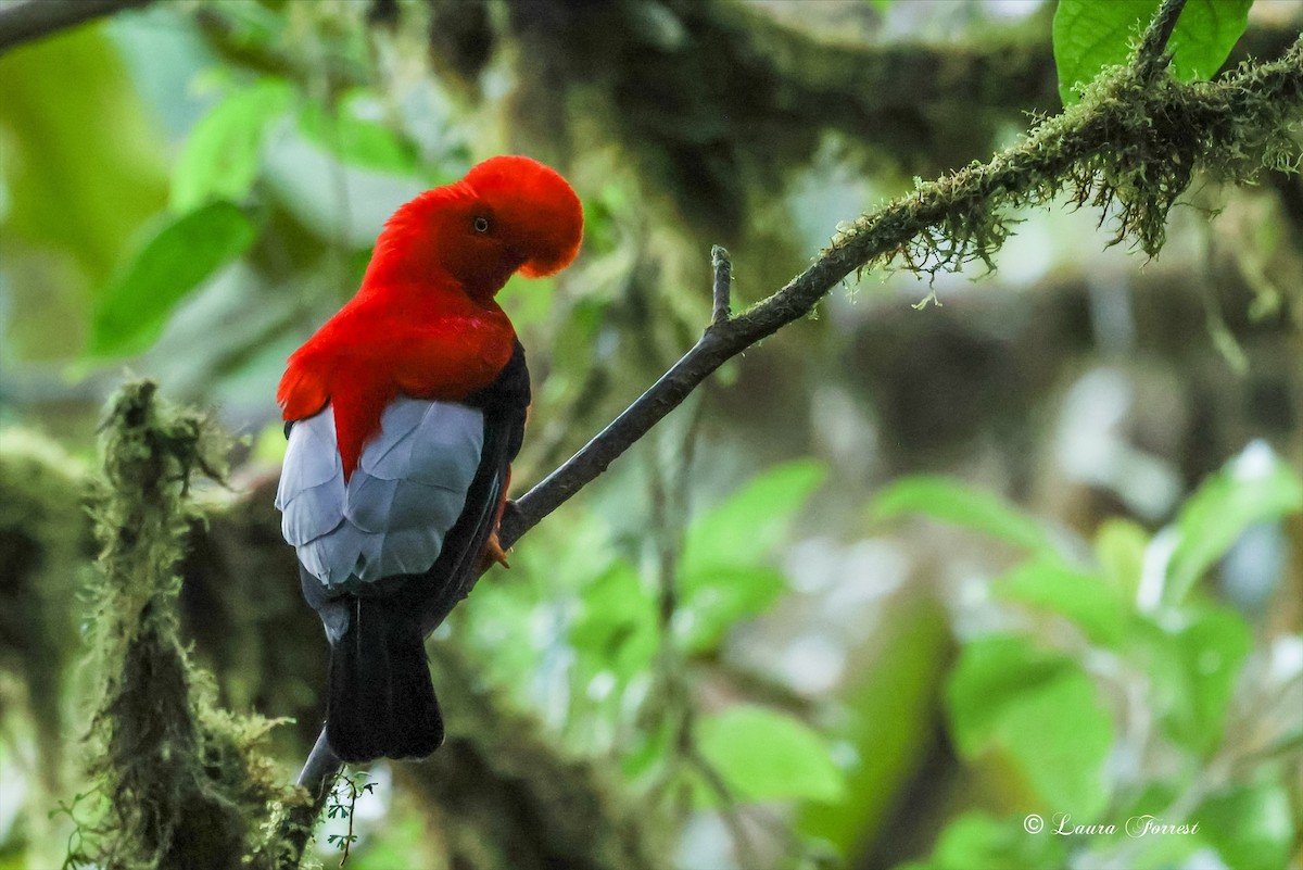 Andean Cock-of-the-rock - ML642106515