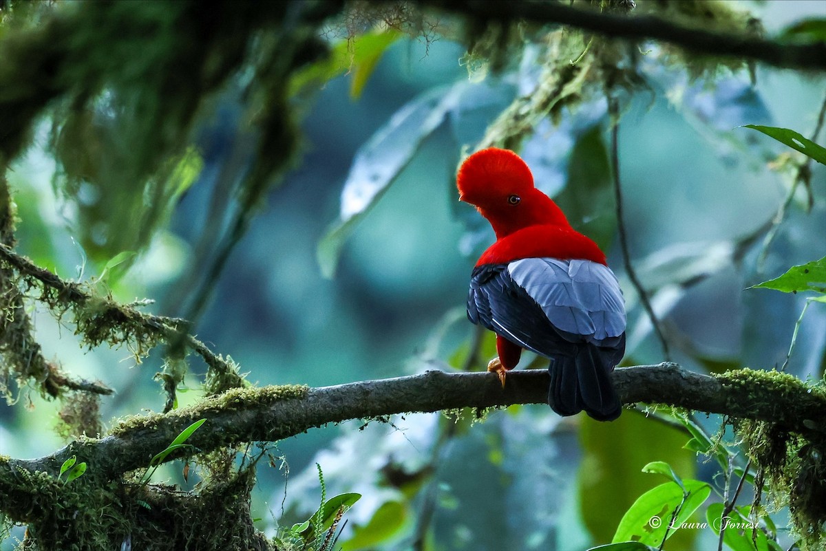 Andean Cock-of-the-rock - ML642106517