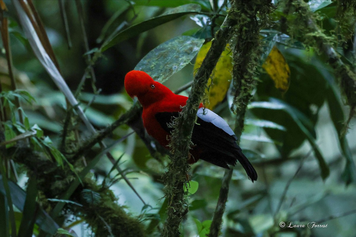 Andean Cock-of-the-rock - ML642106519