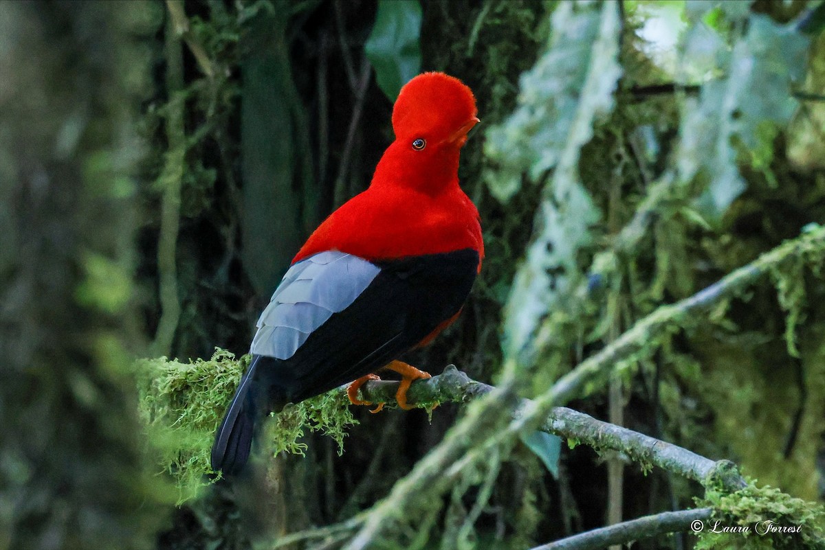 Andean Cock-of-the-rock - ML642106520