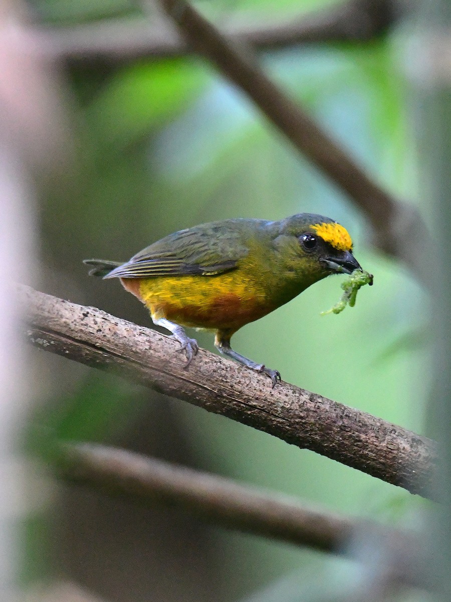 Olive-backed Euphonia - ML642106528