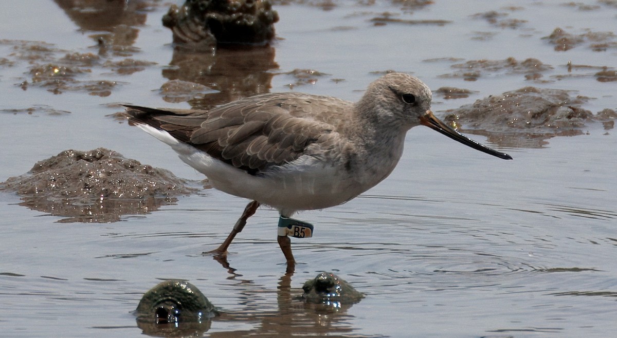 Terek Sandpiper - ML642106536