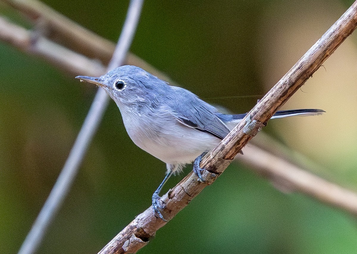 Blue-gray Gnatcatcher - ML642106541