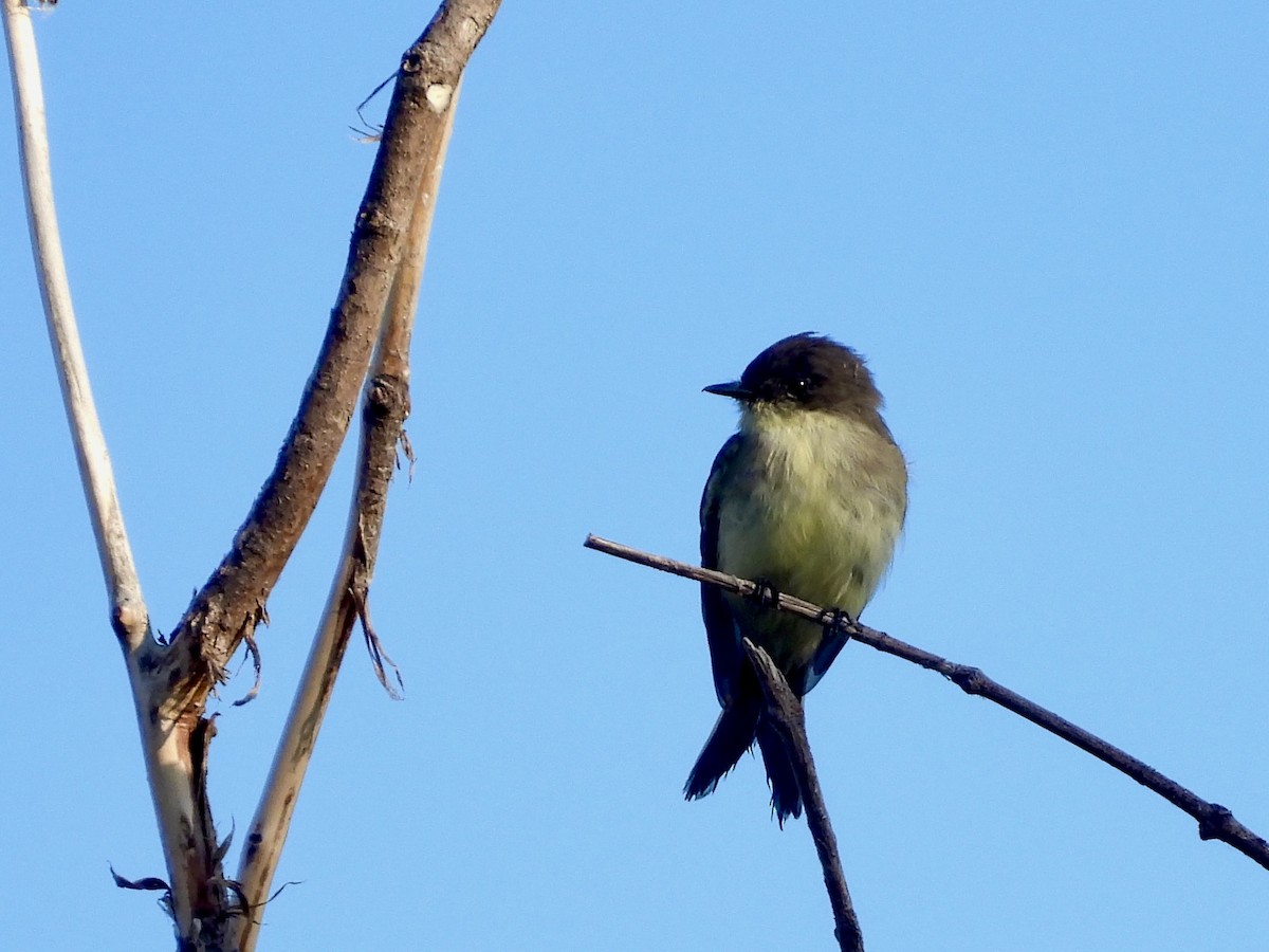 Eastern Phoebe - ML642106550