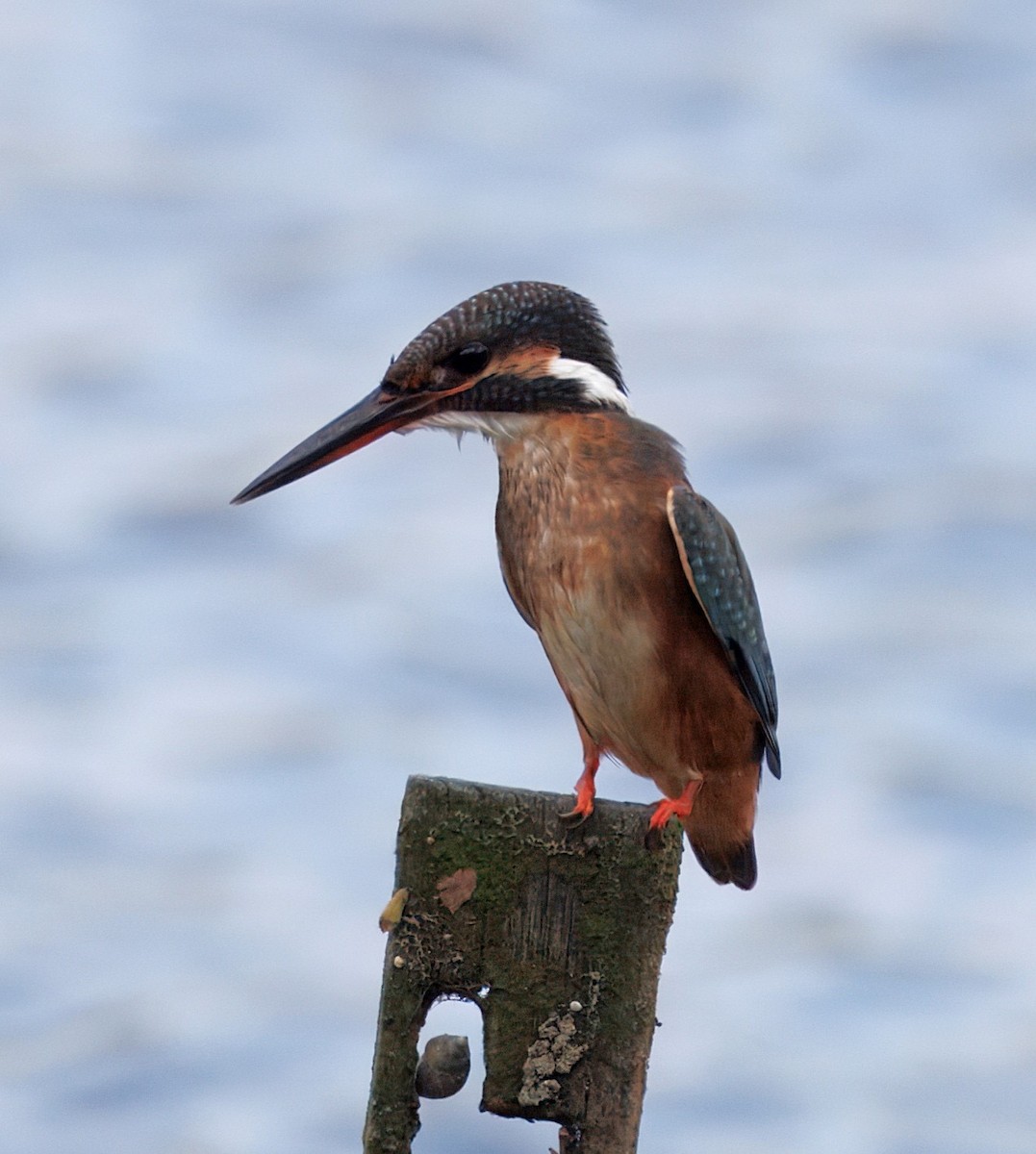 Common Kingfisher - ML642106551