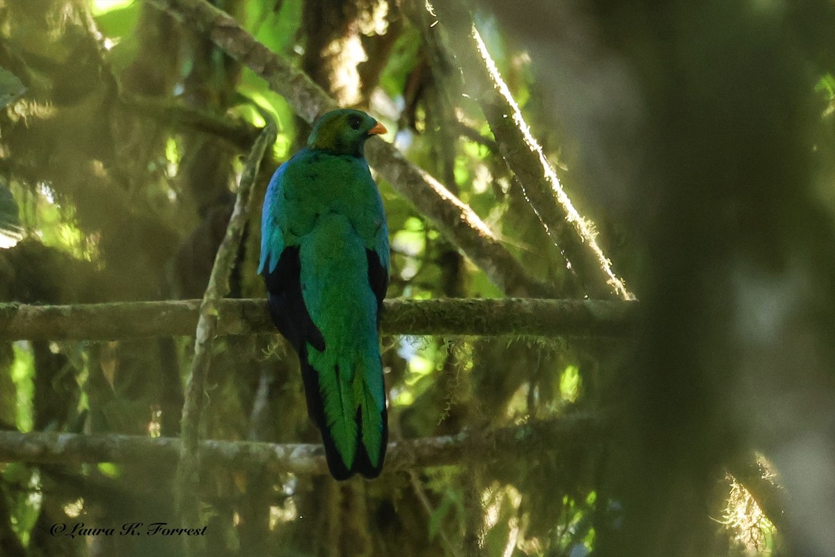 Goldkopftrogon - ML642106552