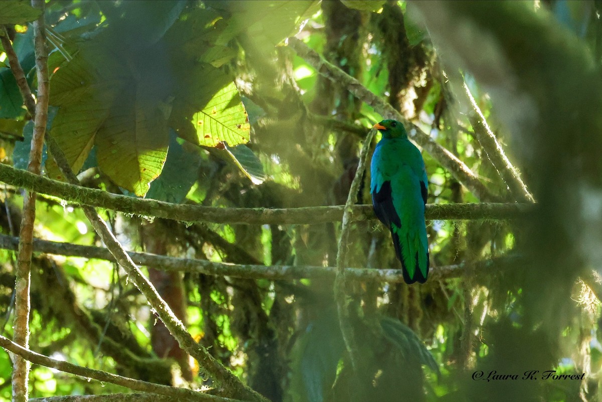 Goldkopftrogon - ML642106553