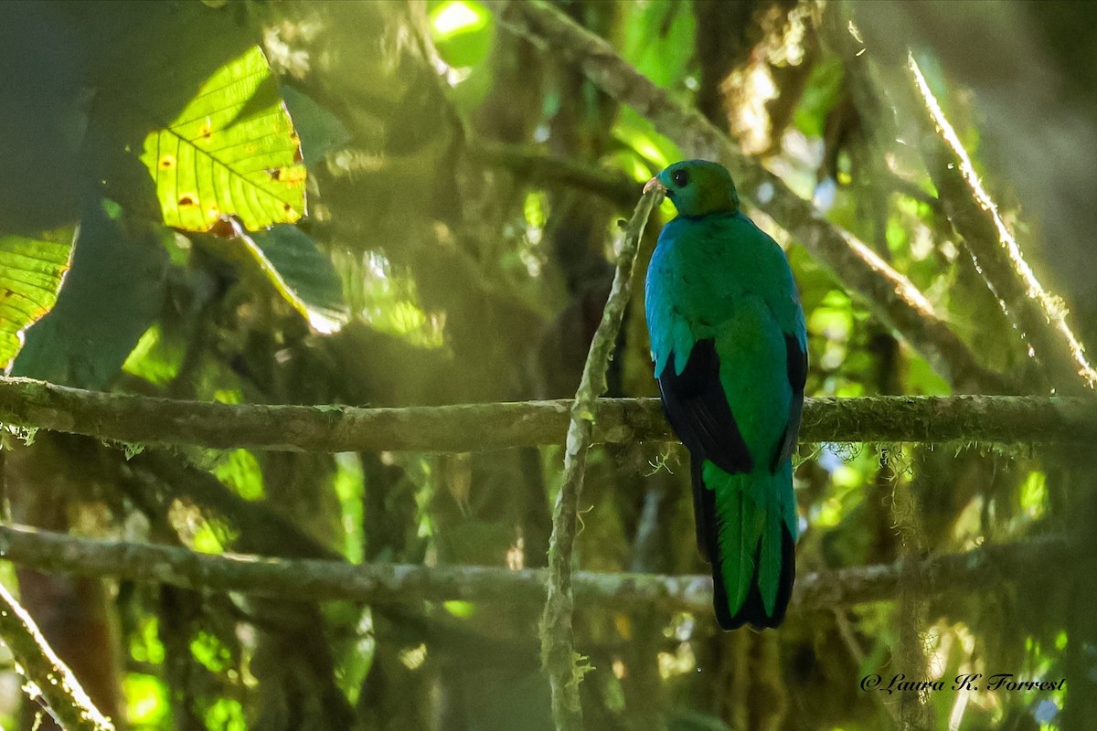 Goldkopftrogon - ML642106554