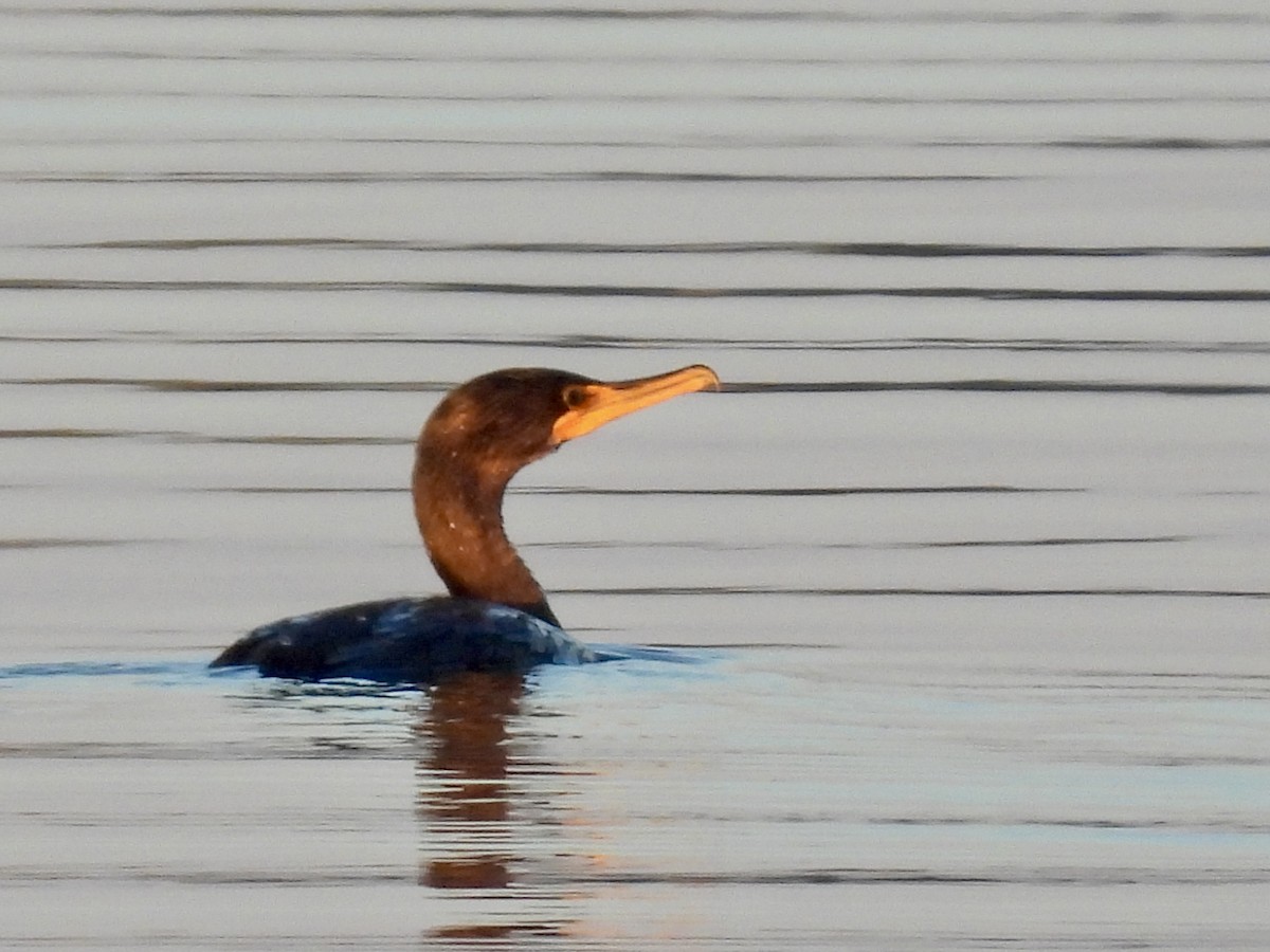 Double-crested Cormorant - ML642106563
